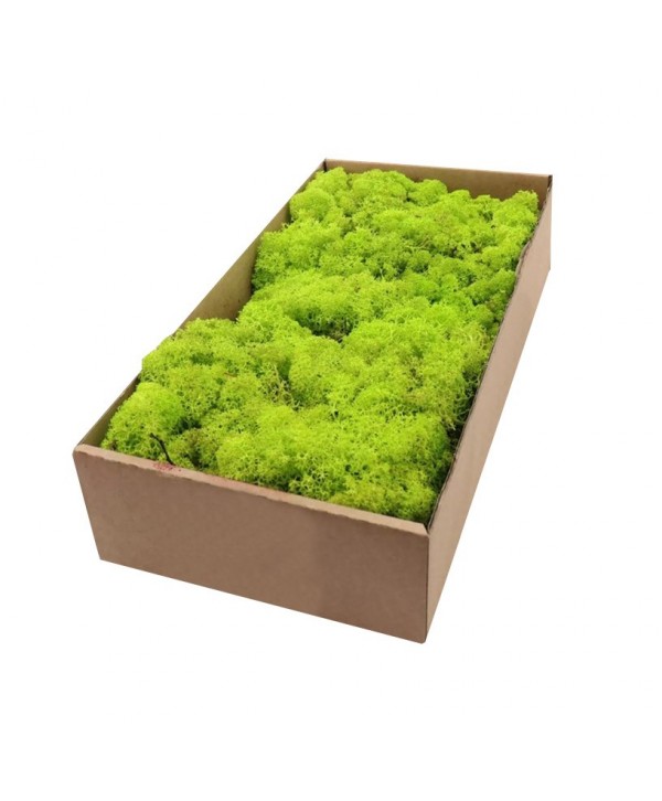Comprar Caja de musgo natural - Verdecora