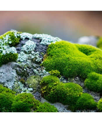 Multi colores naturales de la vida real de largo conservado paisaje verde musgo  musgo vivo pared - China Moss y Conservas de musgo precio