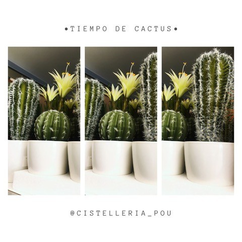 Dóna-li un toc verd i natural als teus decorats, que el cactus està de moda!