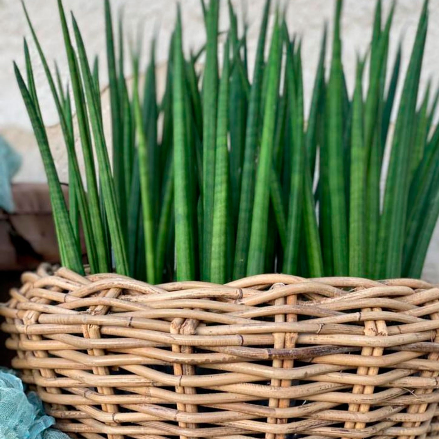 Cistells de rattan per a flors i plantes per a floristeria